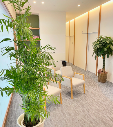 今月の観葉植物🪴